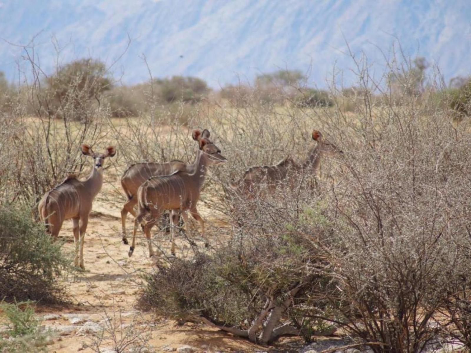 Camp Gecko - Private Nature Reserve; Tented Camp And Campsite Solitaire Εξωτερικό φωτογραφία